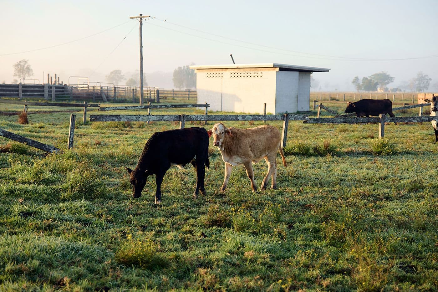 Cows in paddock