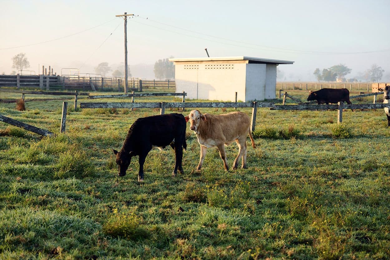 Two cows grazing in a field