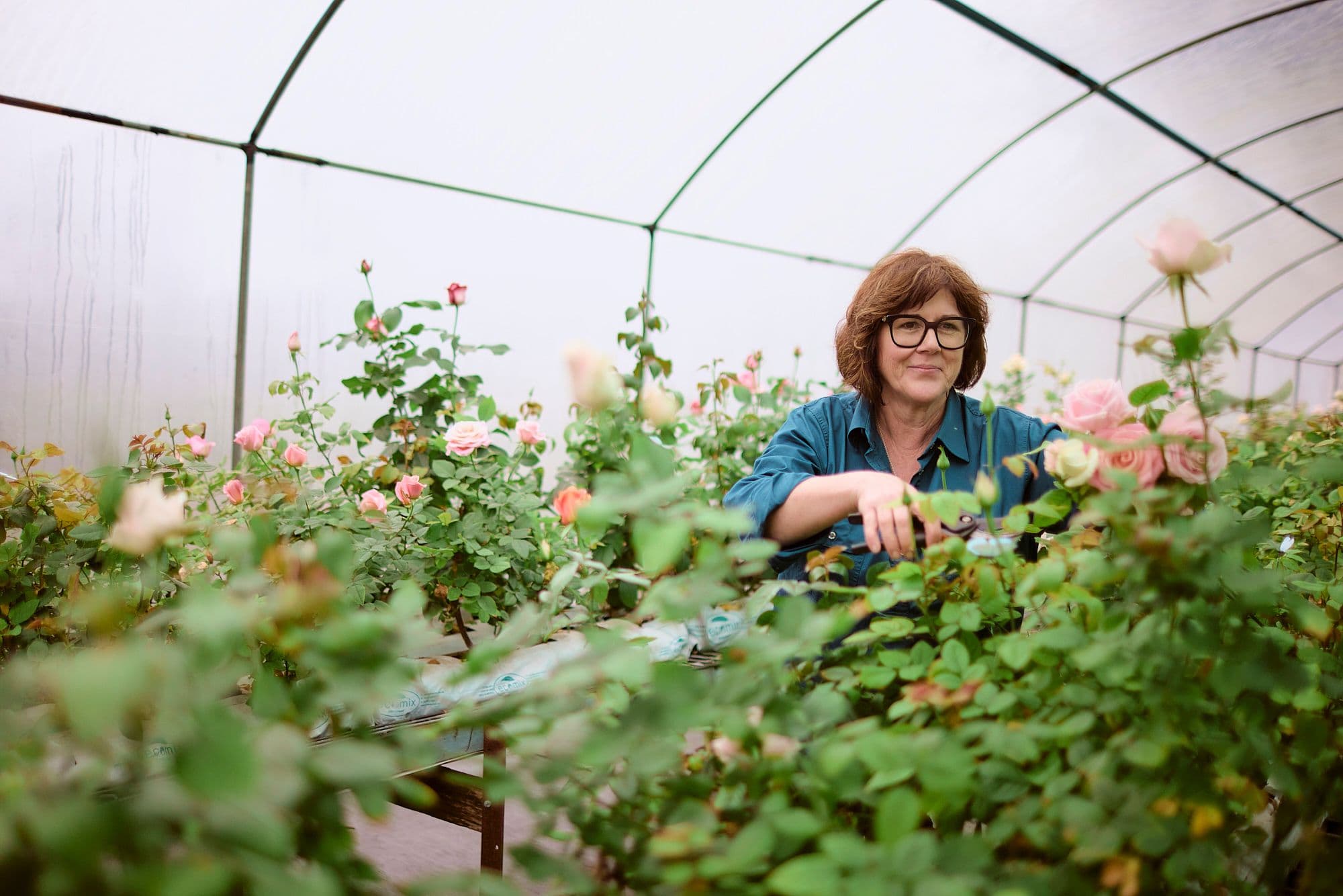 Women is a greenhouse tending to her roses